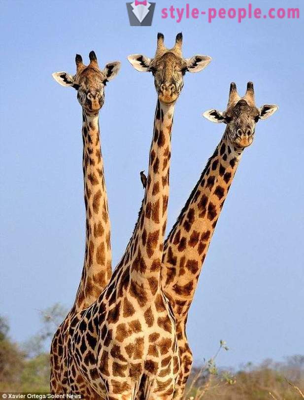 In Zambia, la giraffa tre teste ha colpito il colpo