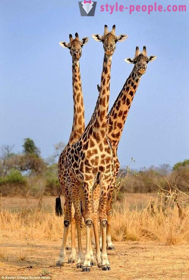 In Zambia, la giraffa tre teste ha colpito il colpo