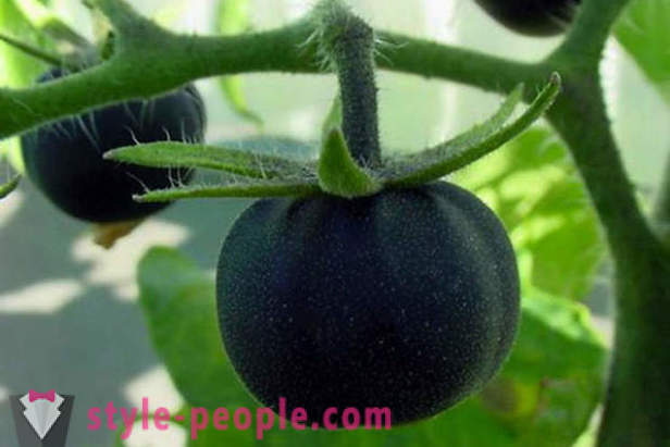 Grade Insolito pomodori neri