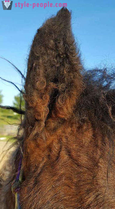 Curly Horse - un vero miracolo della natura