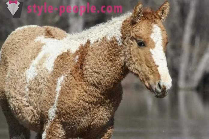 Curly Horse - un vero miracolo della natura