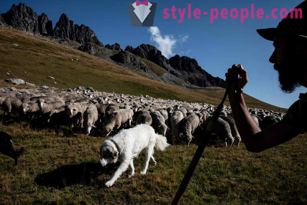 La vita del pastore nelle Alpi