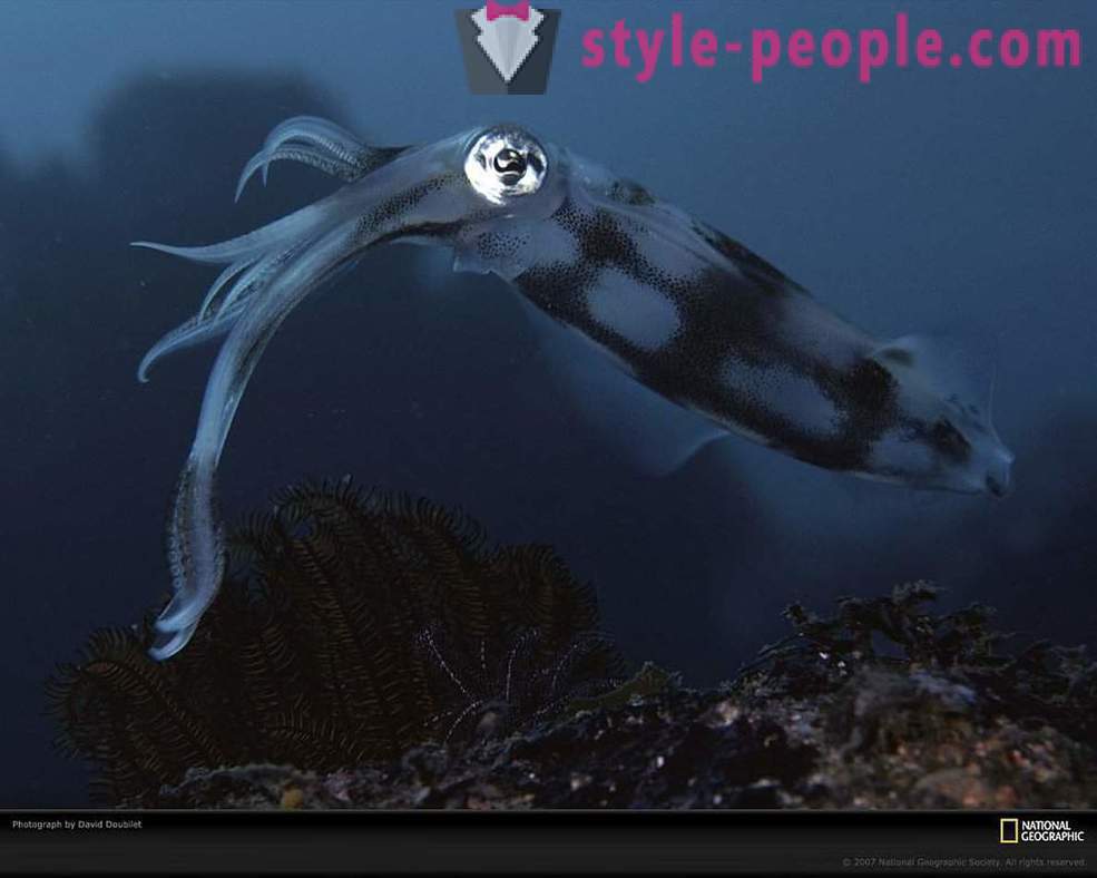 Abitanti stupefacenti del mondo sottomarino in immagini
