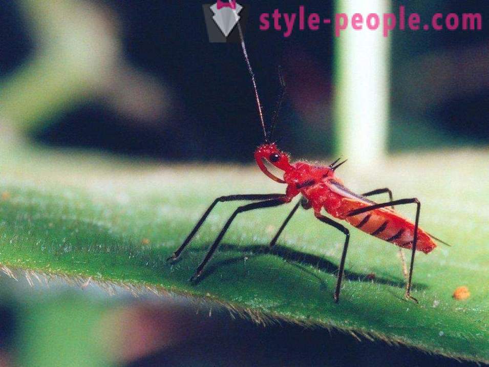 Gli insetti più pericolosi del pianeta