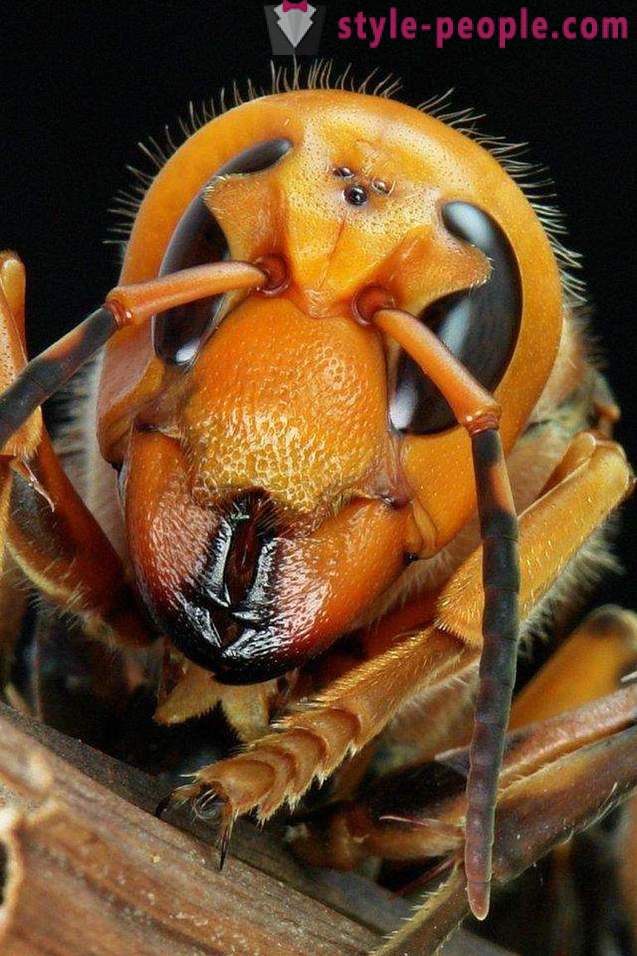 Gli insetti più pericolosi del pianeta