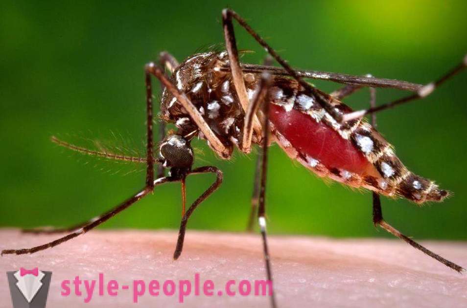 Bill Gates ha stanziato milioni di dollari per creare un assassino della zanzara