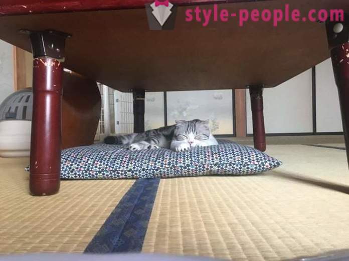 Hotel giapponese, dove si può prendere un gatto in affitto