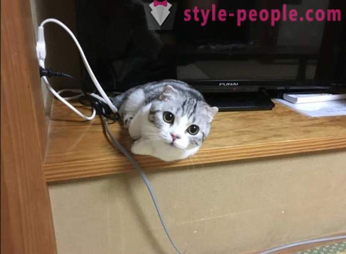 Hotel giapponese, dove si può prendere un gatto in affitto