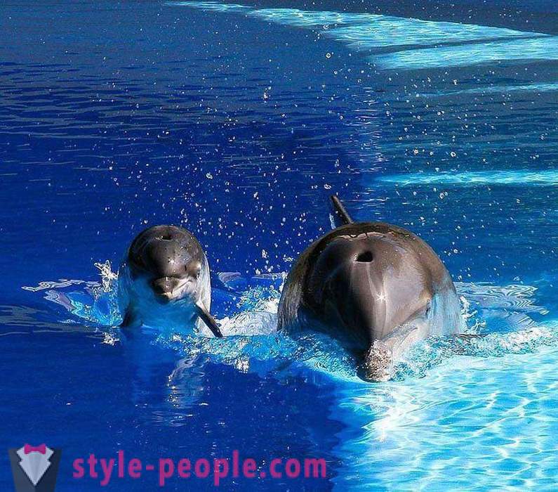 Incredibile sui delfini