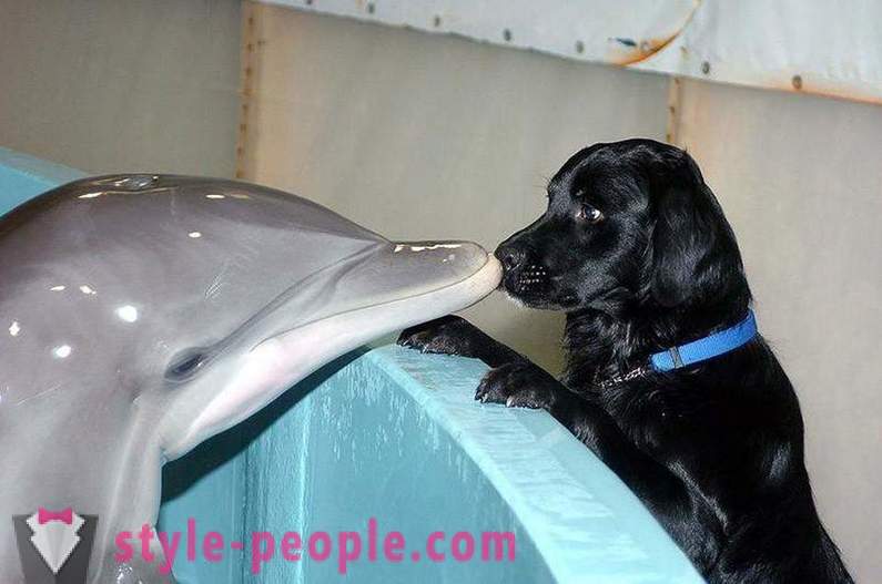 Incredibile sui delfini