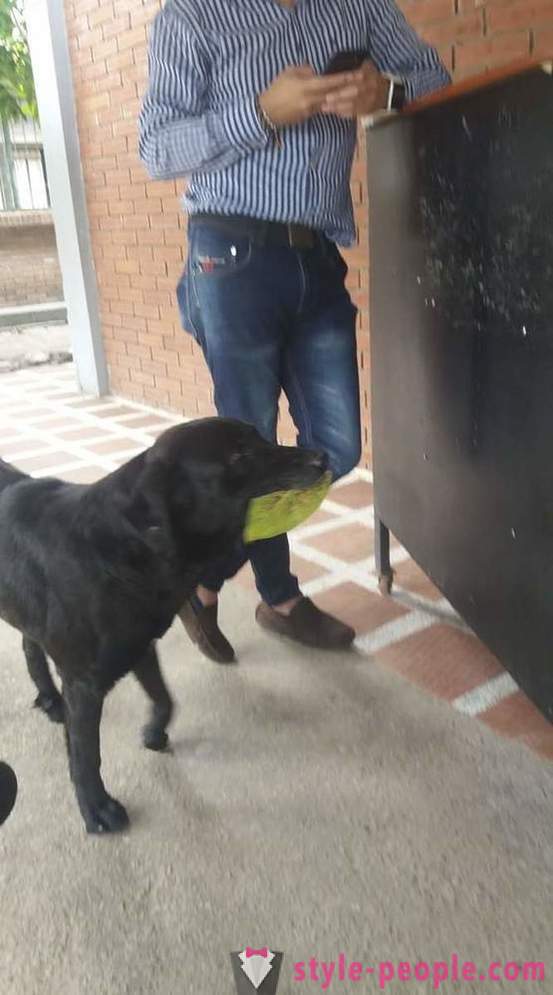 Il cane ha imparato a comprare cibo per la propria moneta