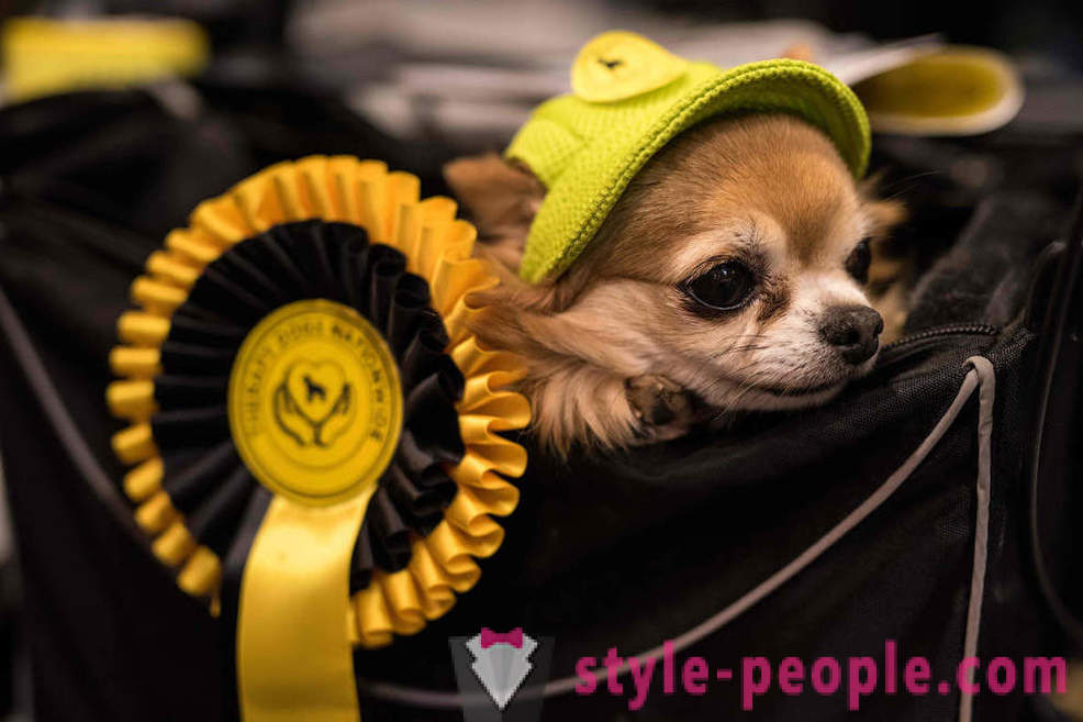 Crufts Dog Show 2018: come è stato più grande spettacolo di cane d'Europa
