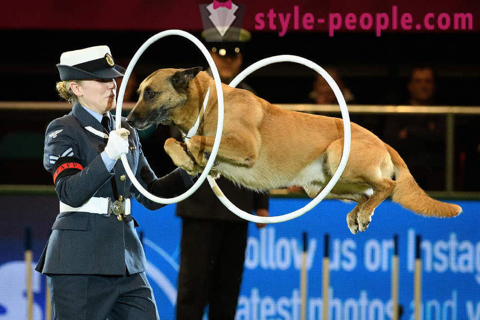 Crufts Dog Show 2018: come è stato più grande spettacolo di cane d'Europa