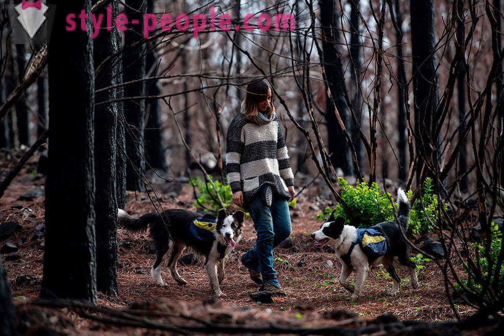 Cani contribuire a ripristinare le foreste cilene