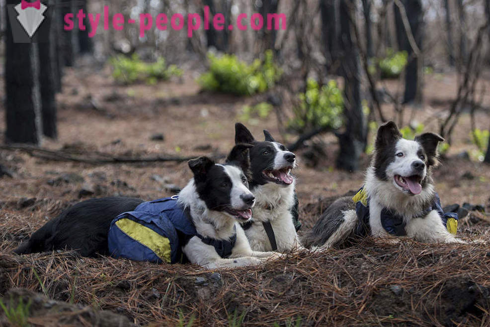 Cani contribuire a ripristinare le foreste cilene