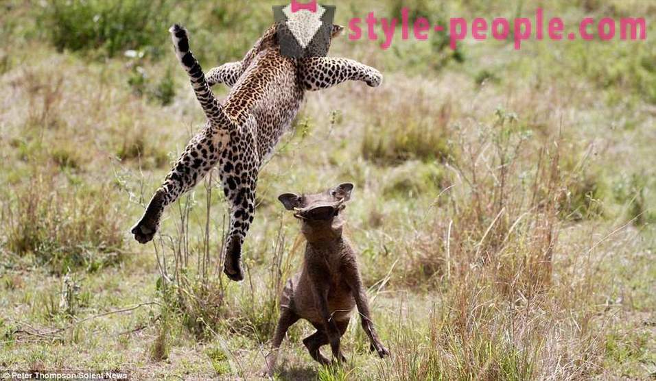 Caccia Virtuosi: Flying Leopard
