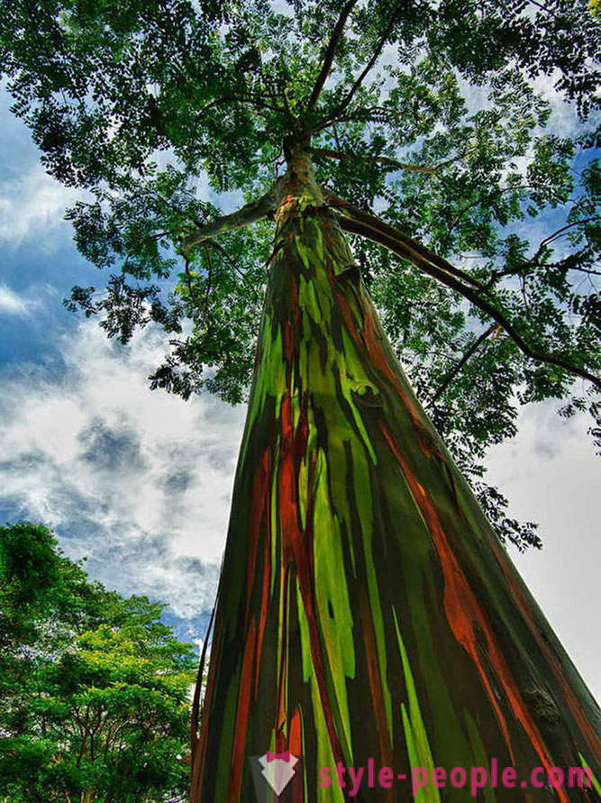 Le più imponenti alberi del mondo