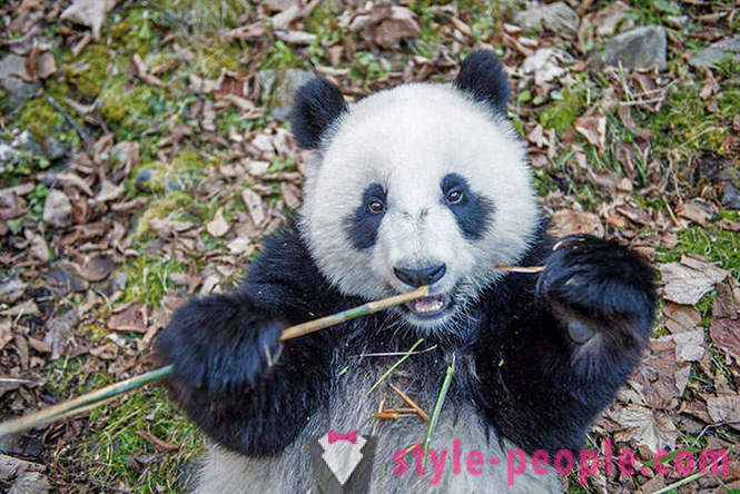 Come far crescere panda giganti in Sichuan