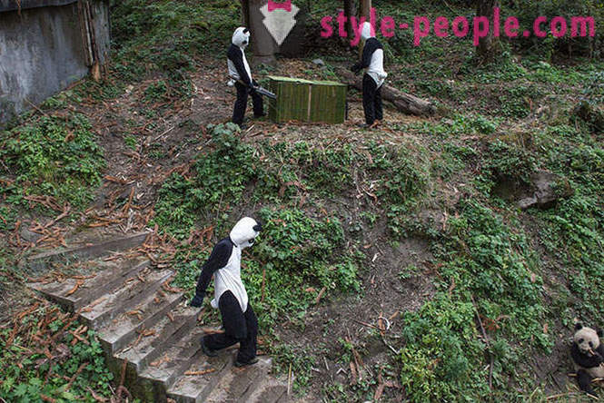 Come far crescere panda giganti in Sichuan