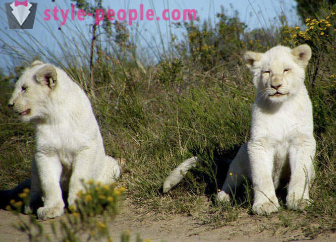 Una passeggiata in compagnia di leoni bianchi