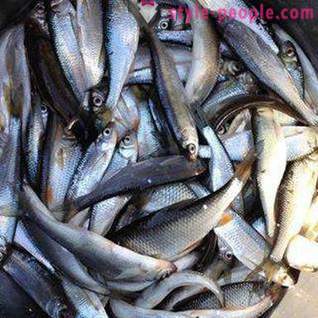 Pesca sul Pakhra: foto e recensioni. punti di pesca