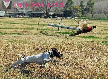 A caccia di fagiani con husky (foto)