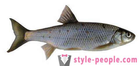 Elec (pesce): descrizione e foto. pesca invernale sul dace