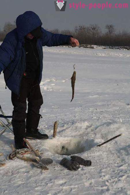 Pesca Bottatrice in inverno su zherlitsy. Facendo bottatrice in traina inverno