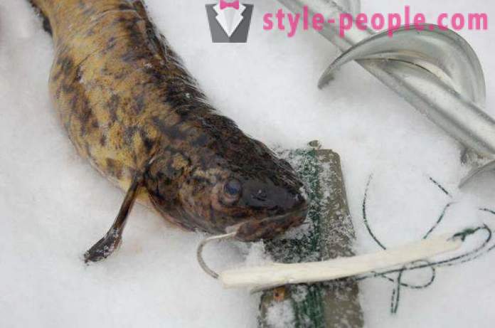 Pesca Bottatrice in inverno su zherlitsy. Facendo bottatrice in traina inverno