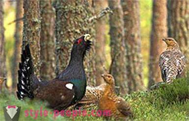 A caccia di gallo cedrone caduta. A caccia di gallo cedrone autunno: tipologie, caratteristiche