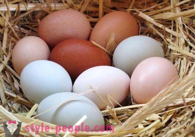 Dieta uovo: la descrizione, vantaggi e svantaggi