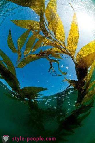 La perdita di peso Kelp. Laminaria (kelp) per la perdita di peso e la pulizia del corpo